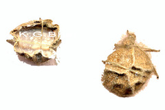 Corypha umbraculifera